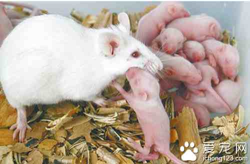 小白鼠繁殖|小白鼠饲养繁殖的方法