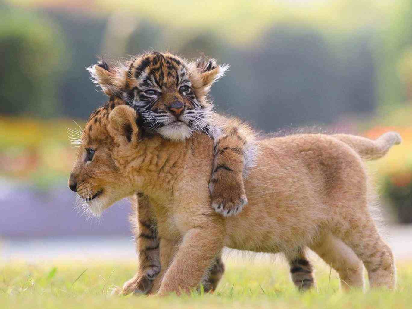 老虎和狮子谁厉害|老虎和狮子谁的战斗力更强