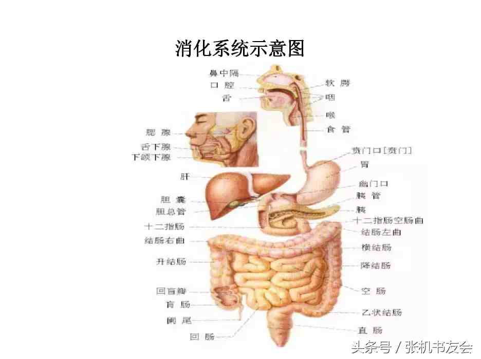 人体解剖图|人体内脏解剖图