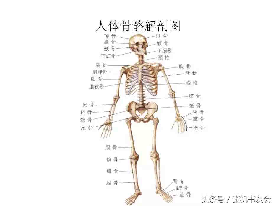 人体解剖图|人体内脏解剖图