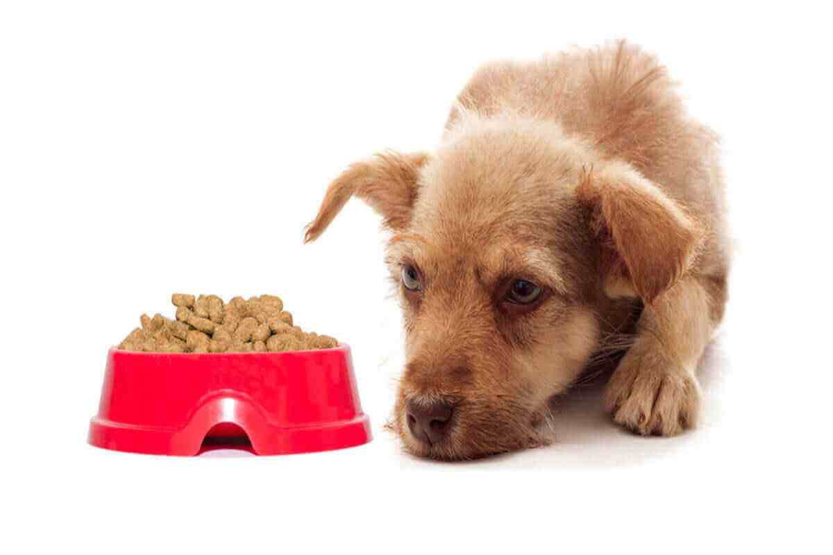 狗狗为何食欲不振？它们不饿吗？确认狗狗不吃饭原因才能对症下药