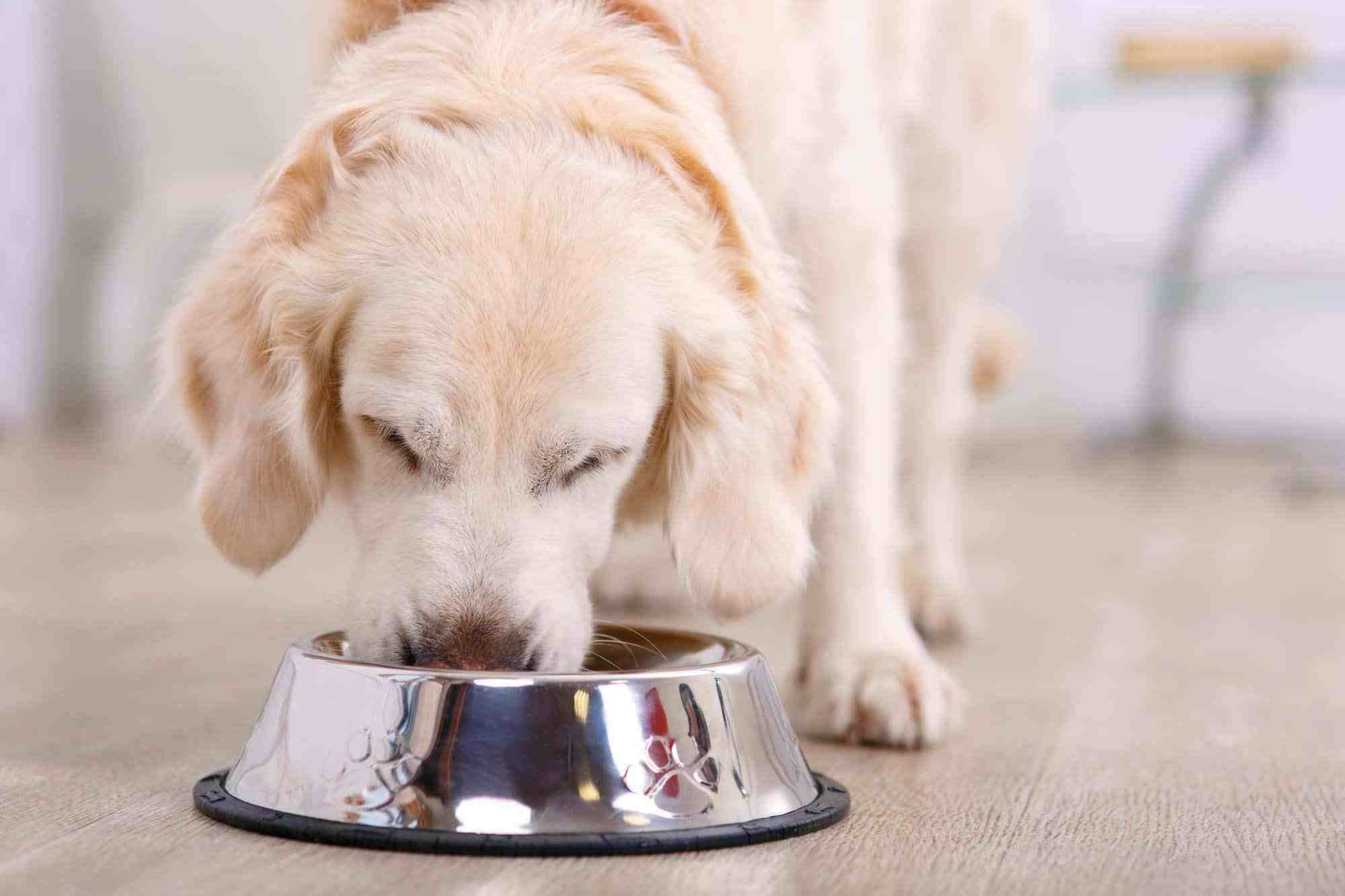 狗狗为何食欲不振？它们不饿吗？确认狗狗不吃饭原因才能对症下药