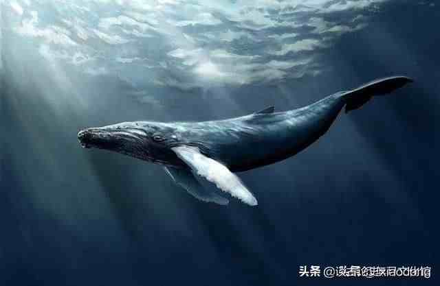 揭秘！什么叫鲸落，鲸落的意义是什么？