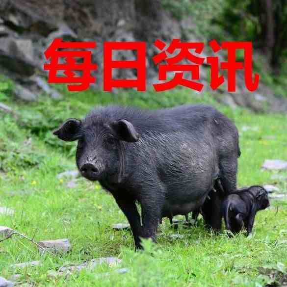 泔水养猪|国家鼓励农民养猪，自家的剩饭菜可以喂猪了