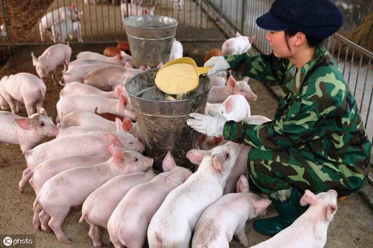 国家鼓励农民养猪，自家的剩饭菜可以喂猪了？看完心里能有底