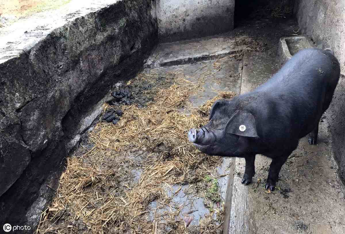 泔水养猪|国家鼓励农民养猪，自家的剩饭菜可以喂猪了