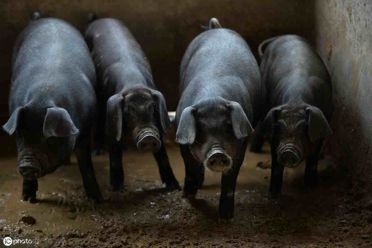 国家鼓励农民养猪，自家的剩饭菜可以喂猪了？看完心里能有底