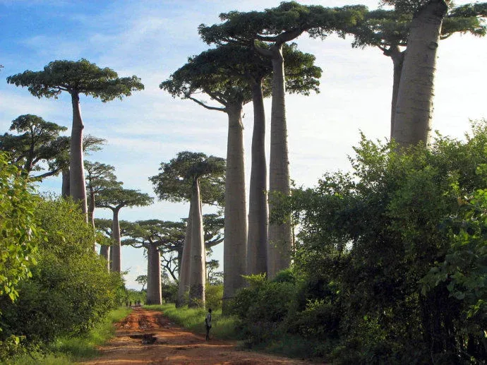 全球十大原始森林