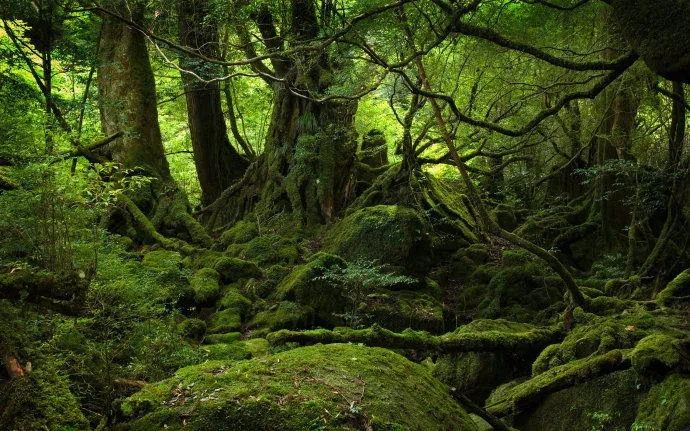 全球十大原始森林
