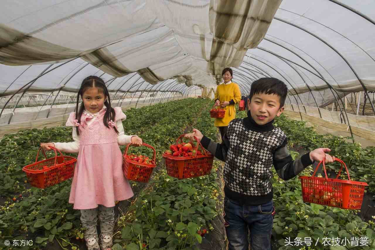 草莓怎么种|手把手教你种草莓