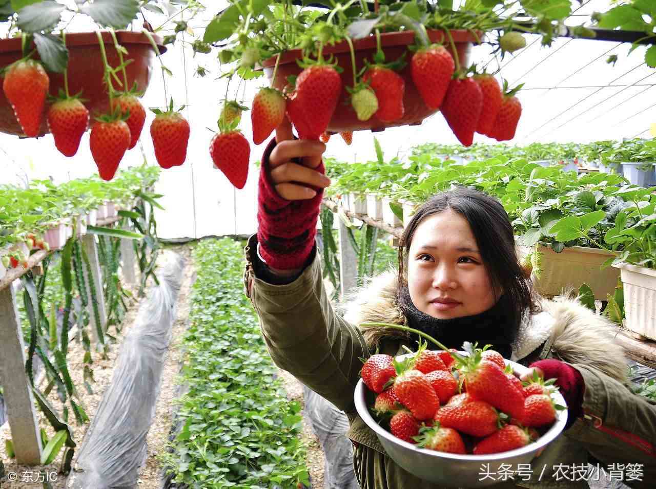 草莓怎么种|手把手教你种草莓