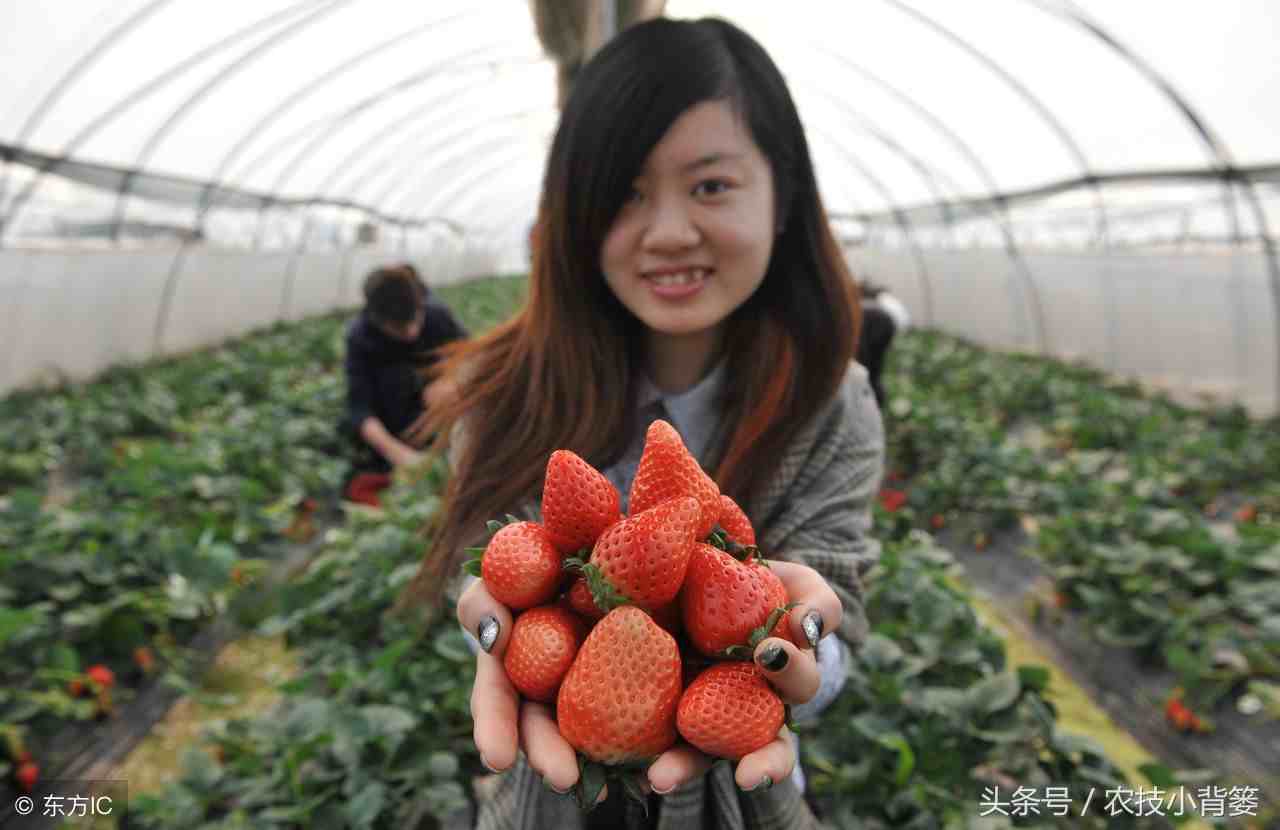 草莓怎么种|手把手教你种草莓