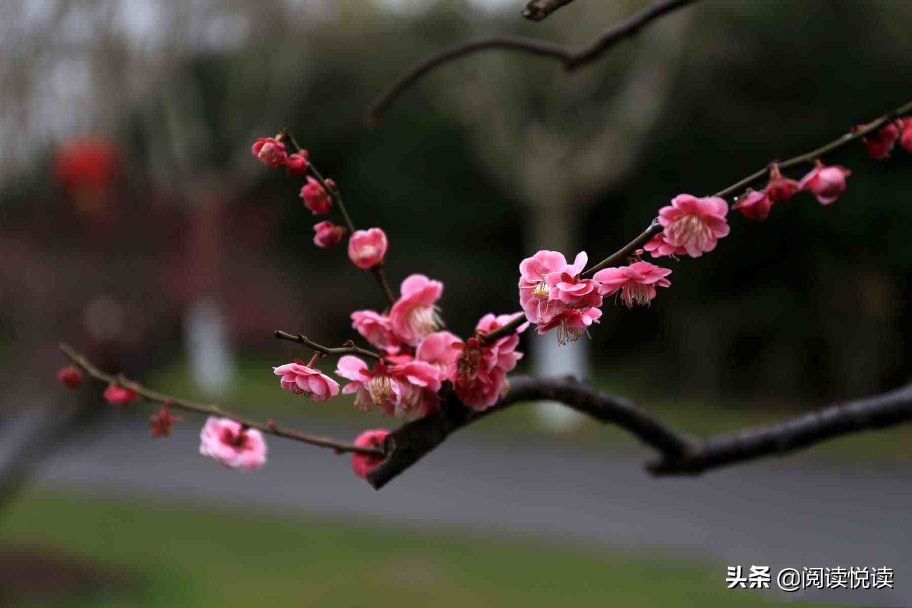 梅花的品质|梅花，中国人的精神与品质