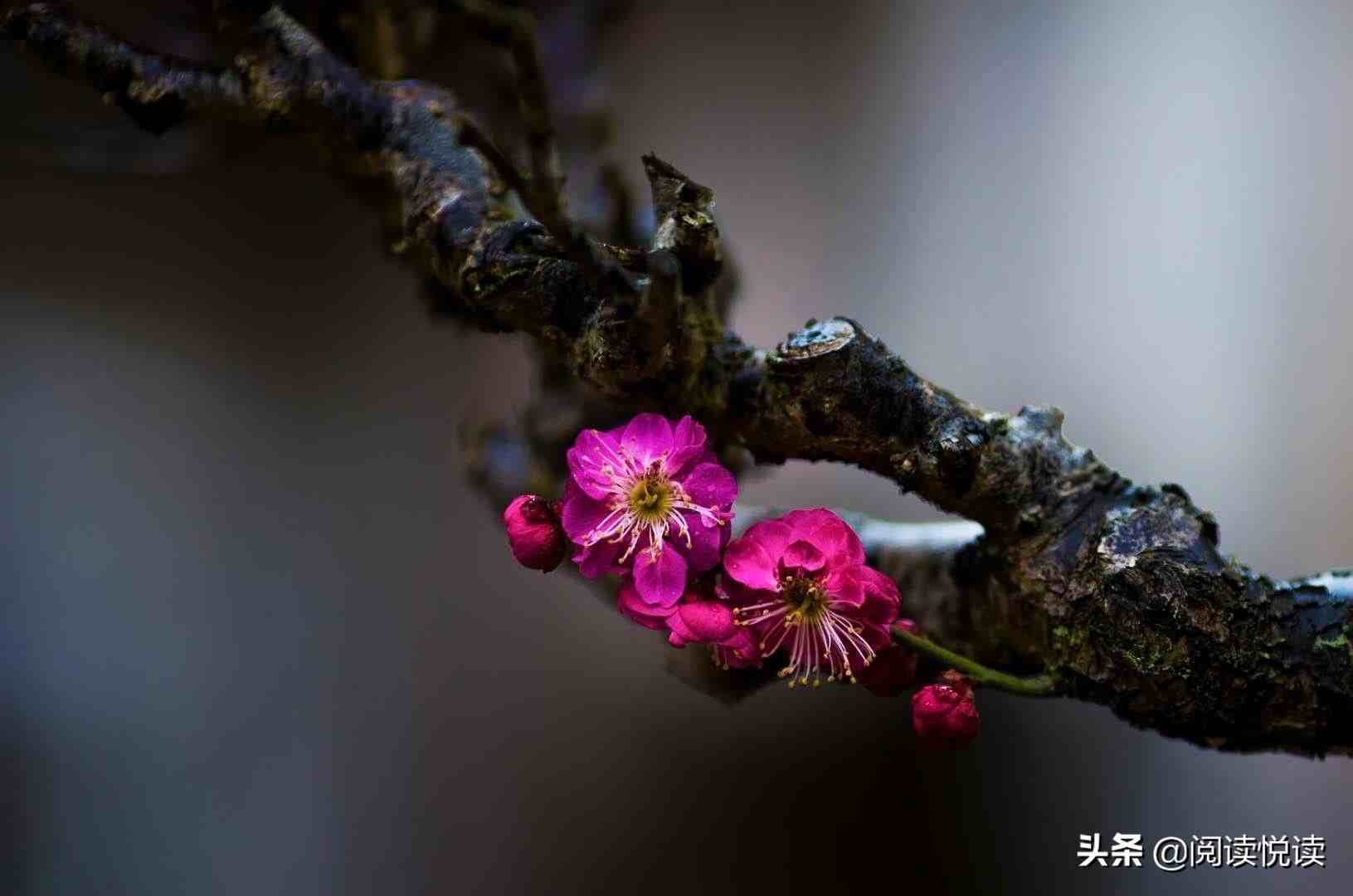 梅花的品质|梅花，中国人的精神与品质