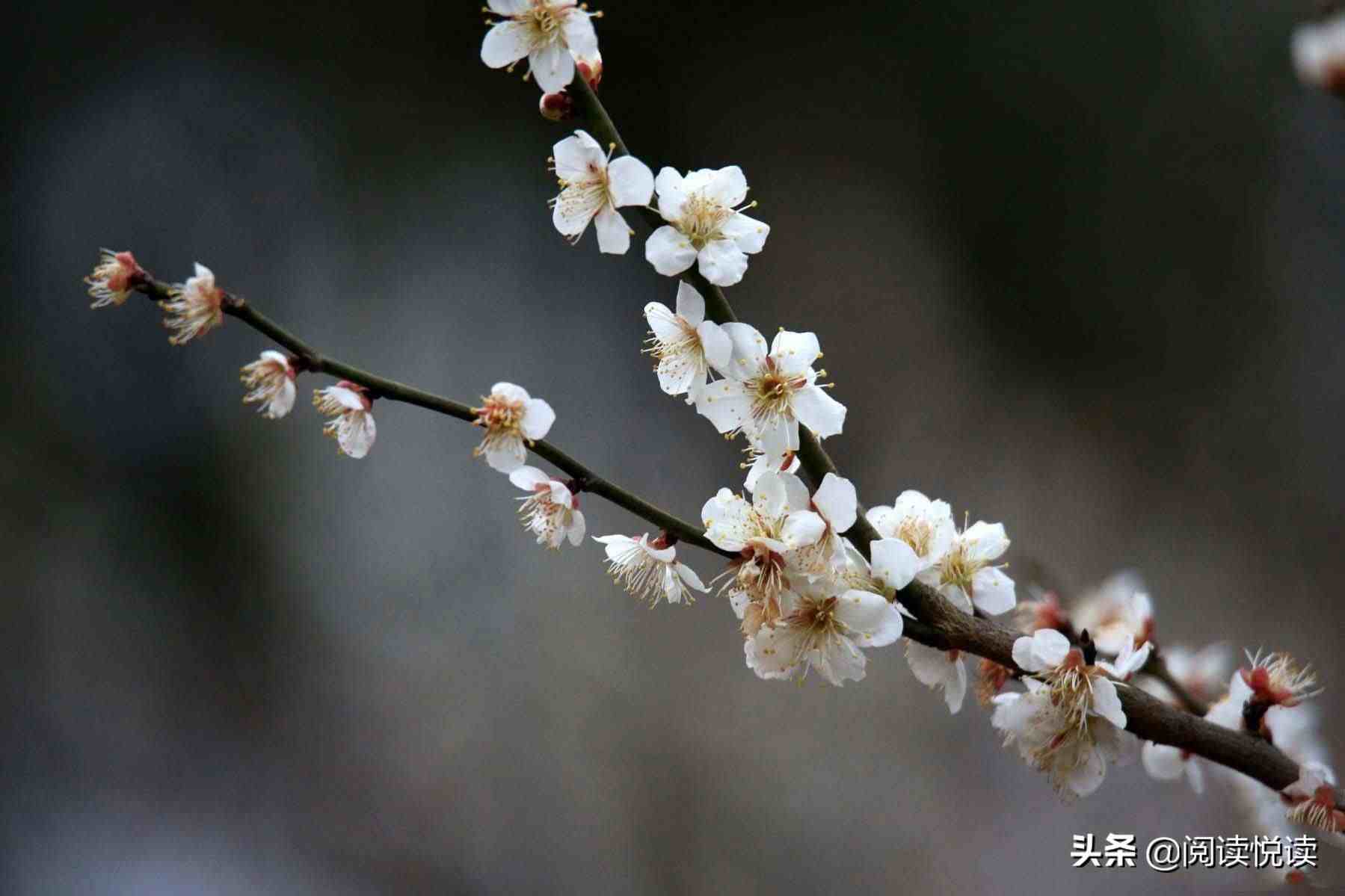 梅花的品质|梅花，中国人的精神与品质