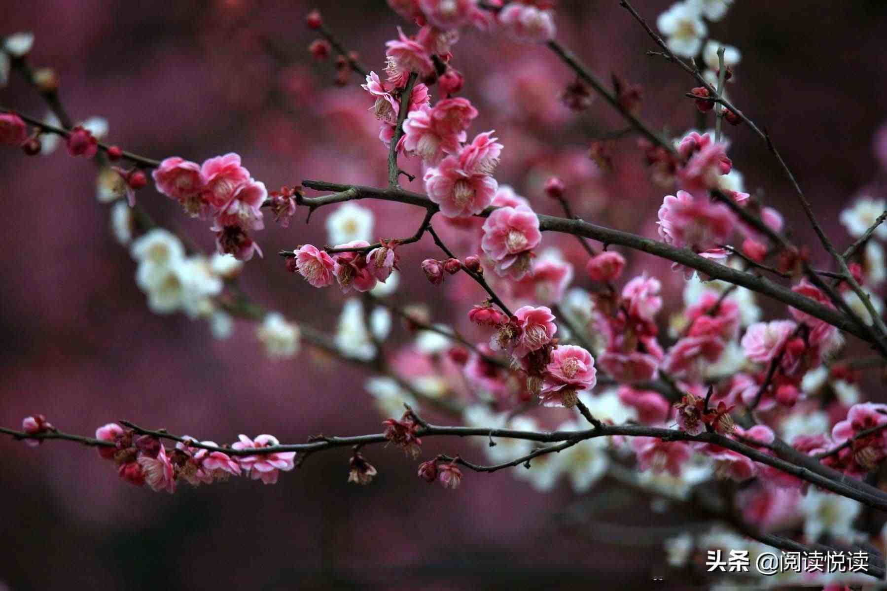 梅花的品质|梅花，中国人的精神与品质