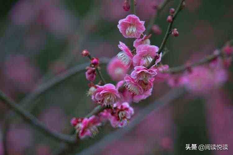 梅花的品质|梅花，中国人的精神与品质