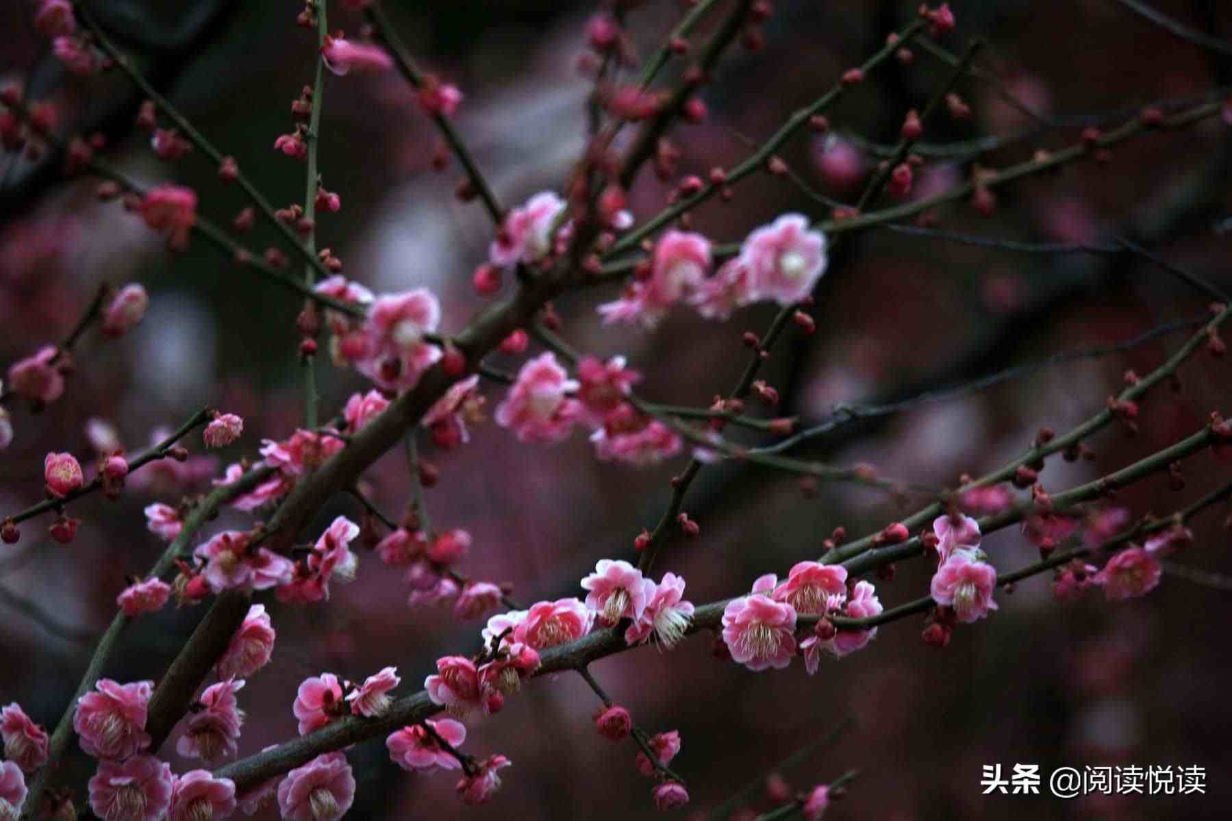 梅花的品质|梅花，中国人的精神与品质