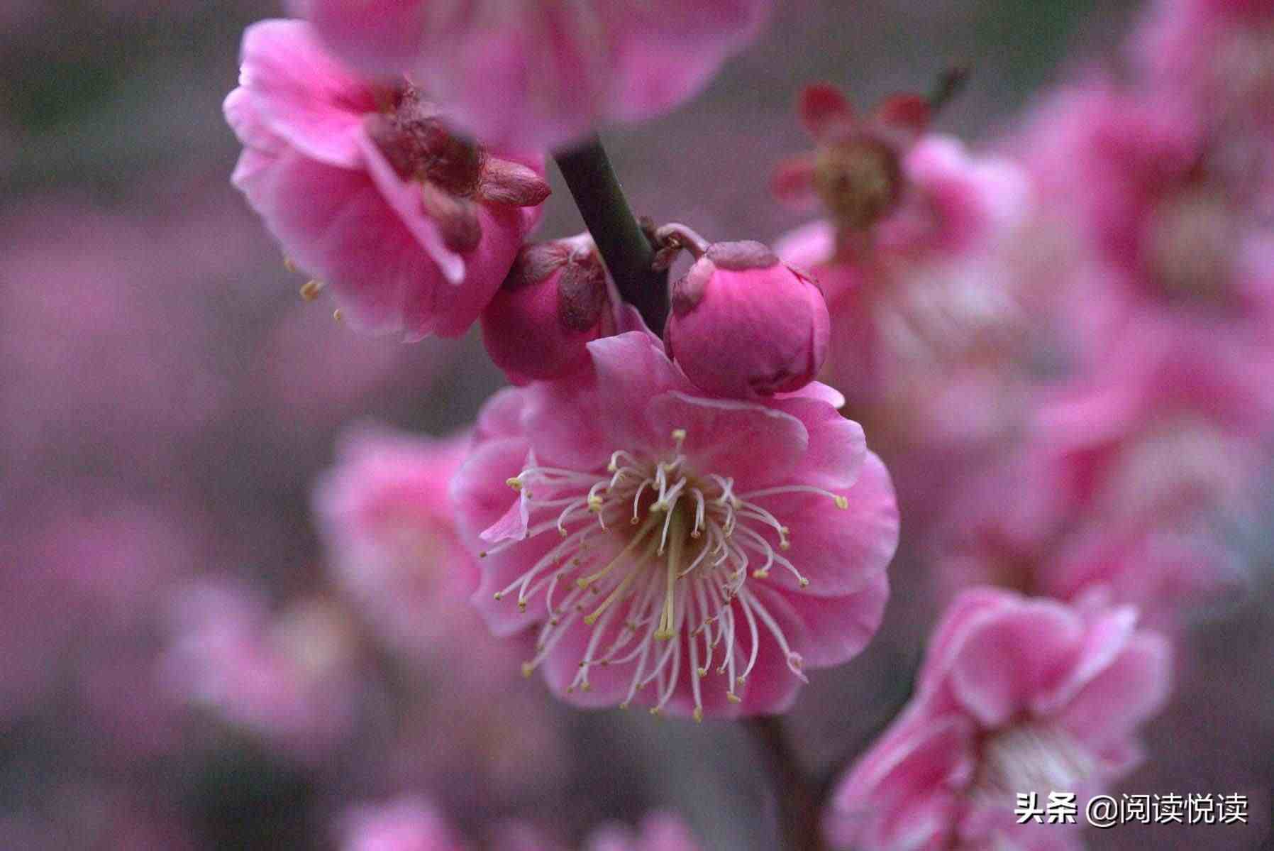 梅花的品质|梅花，中国人的精神与品质