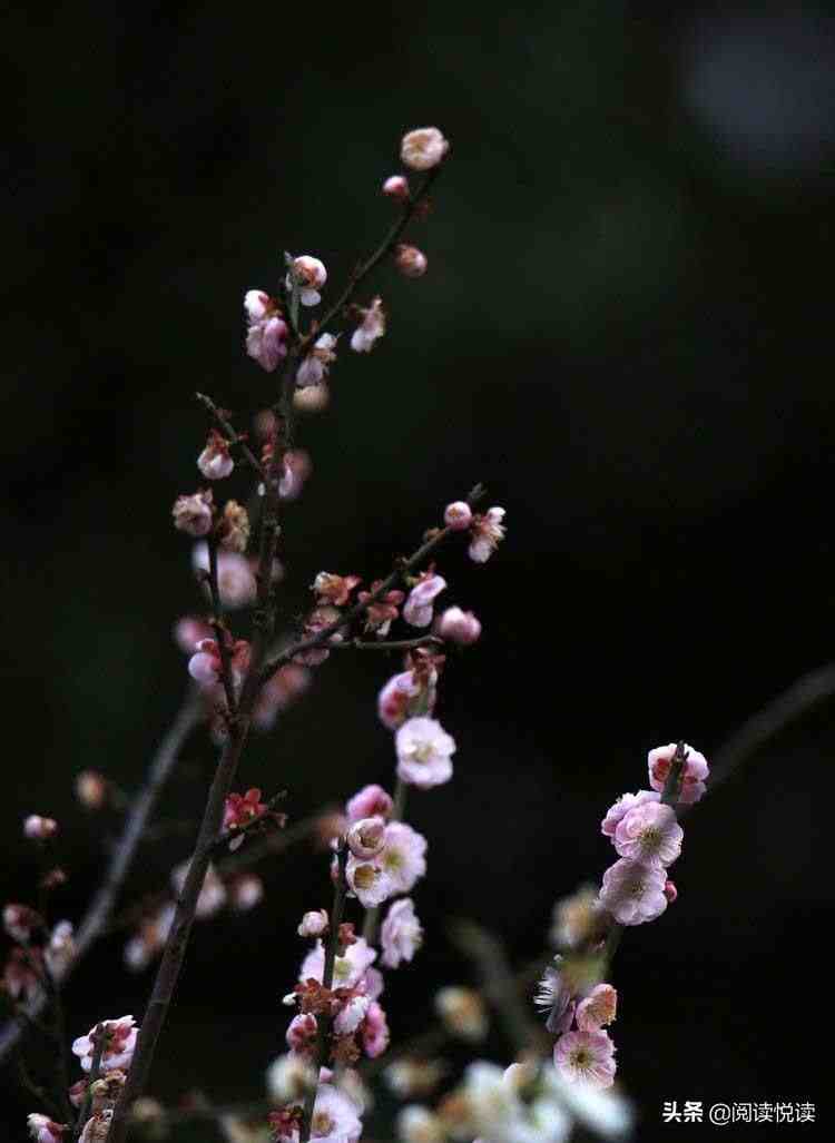 梅花的品质|梅花，中国人的精神与品质