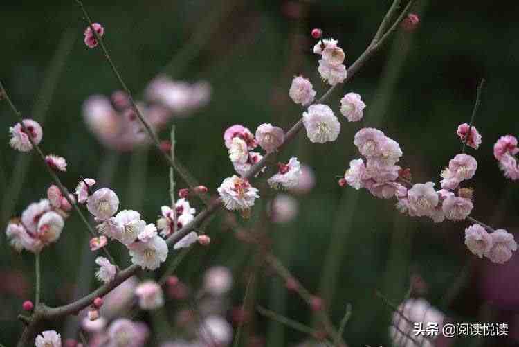 梅花的品质|梅花，中国人的精神与品质