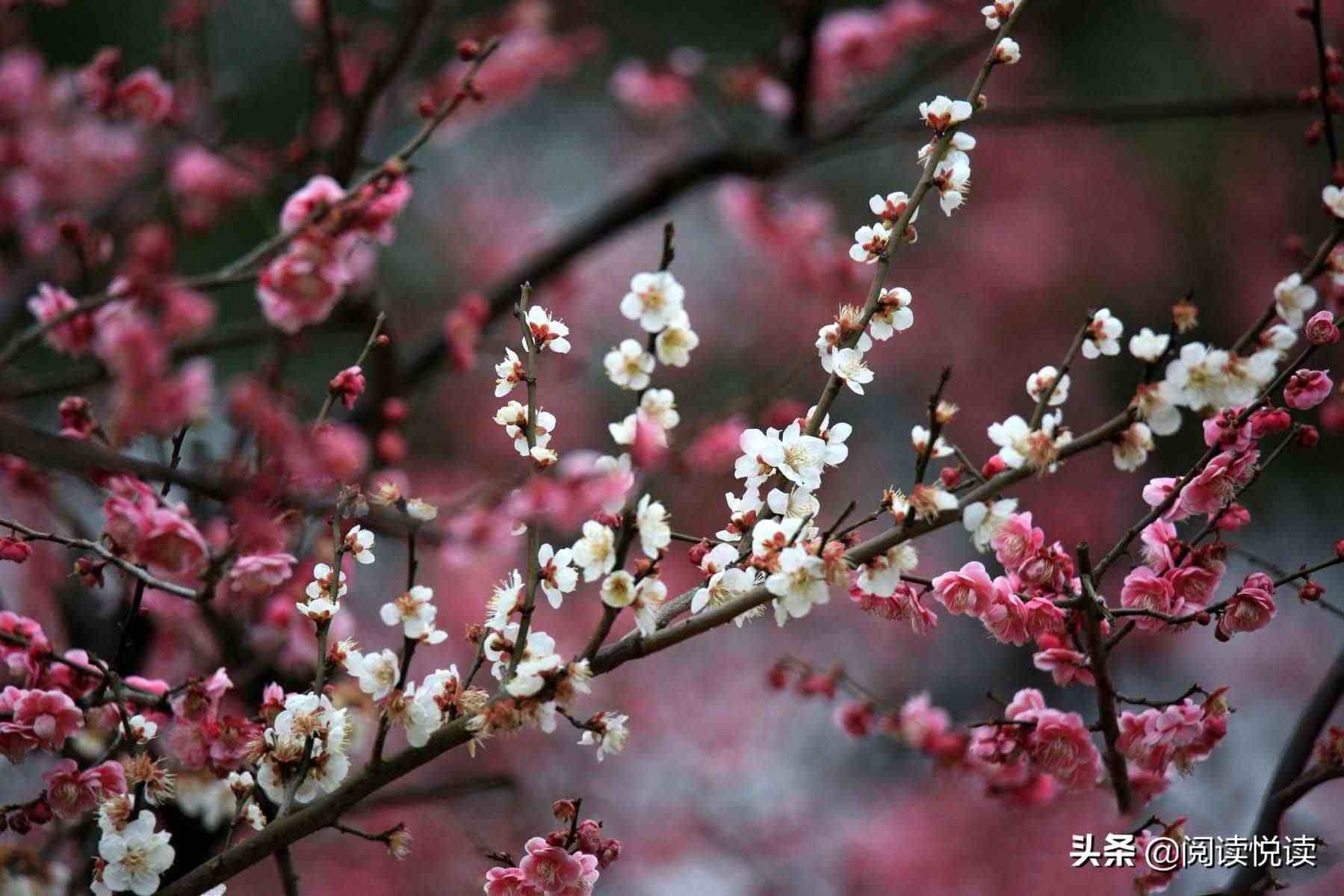 梅花的品质|梅花，中国人的精神与品质