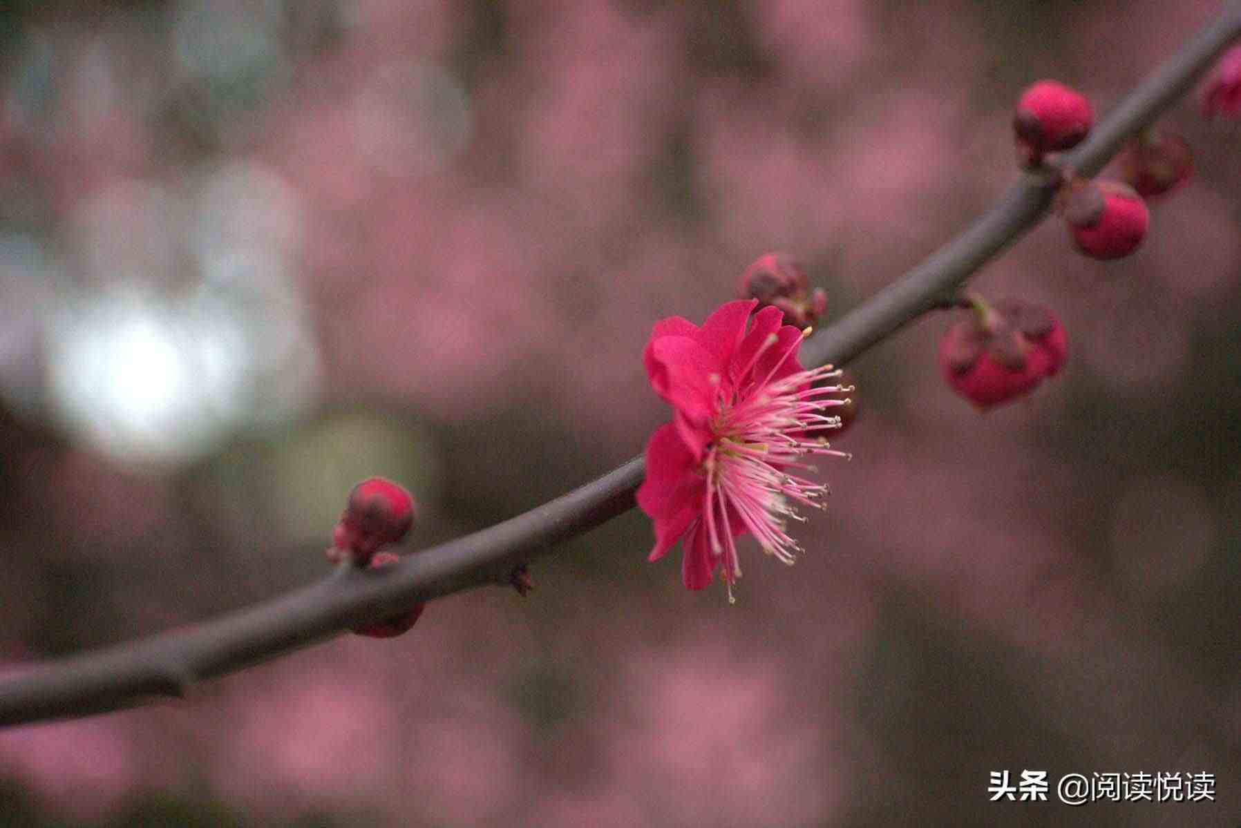 梅花的品质|梅花，中国人的精神与品质