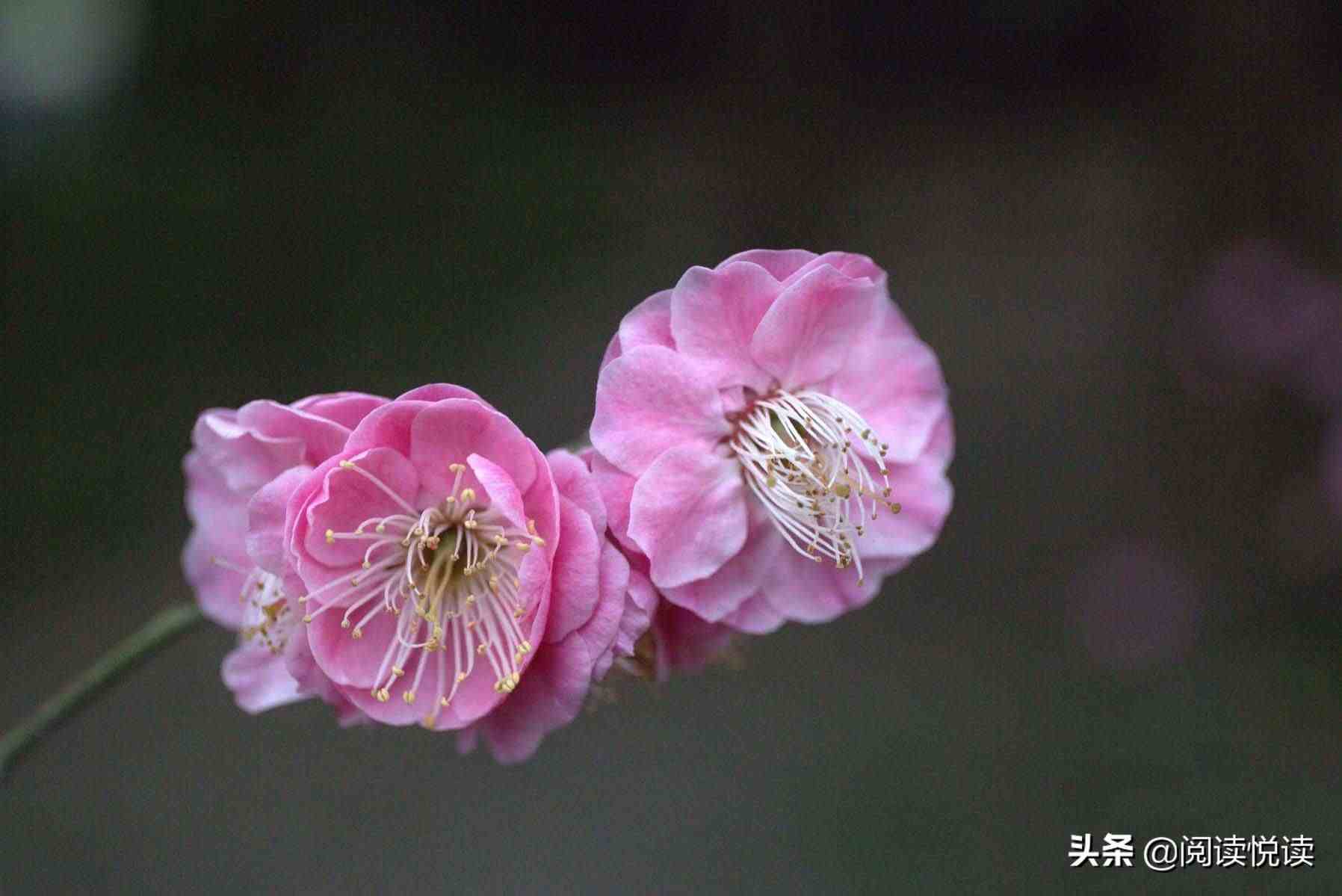 梅花的品质|梅花，中国人的精神与品质