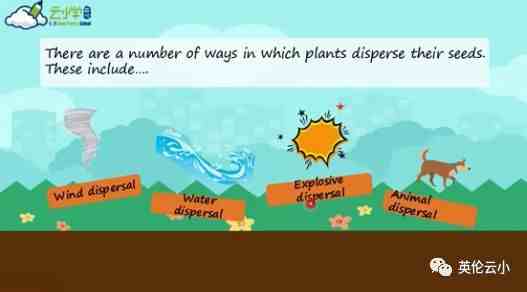 植物种子有哪些传播方式|植物的种子是怎么传播的吗？