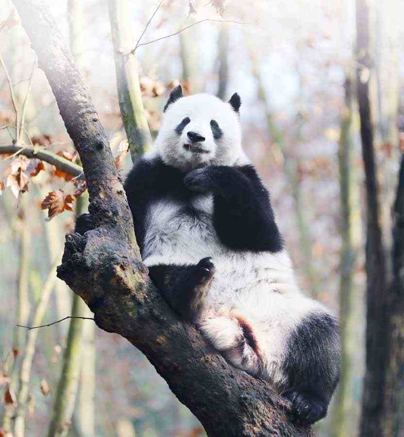 自然探秘所 | 你想知道的大熊猫知识，都在这里