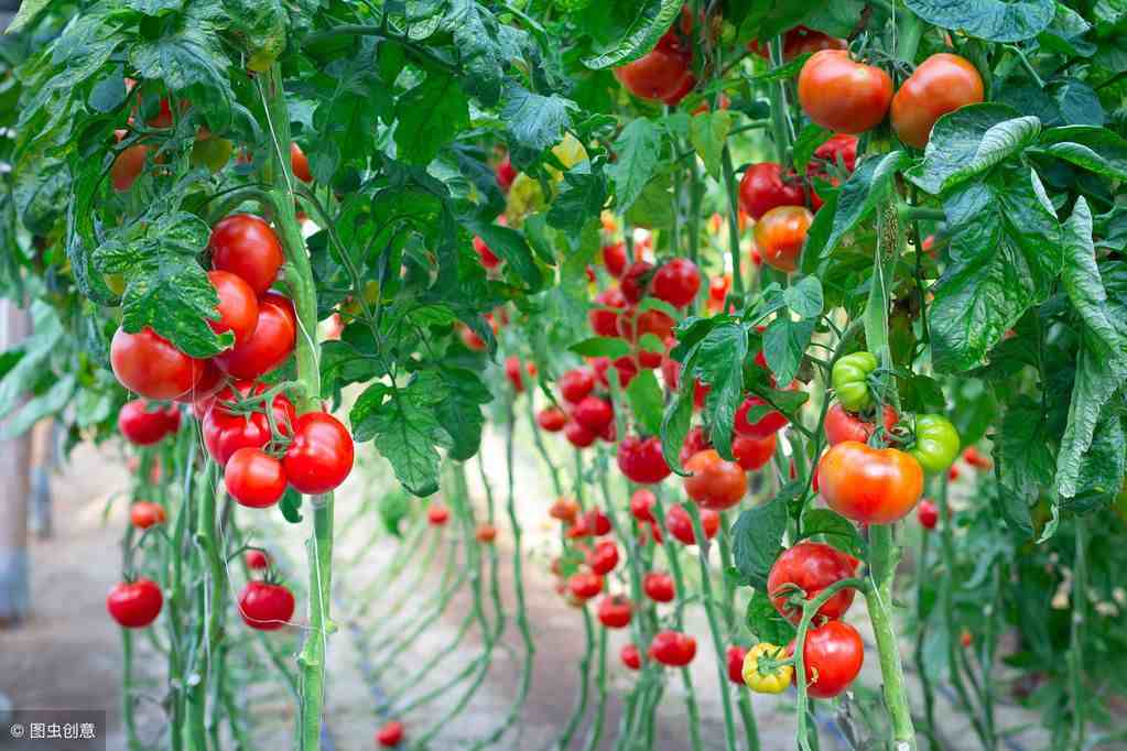 番茄无土栽培|番茄无土栽培种植技术精剪