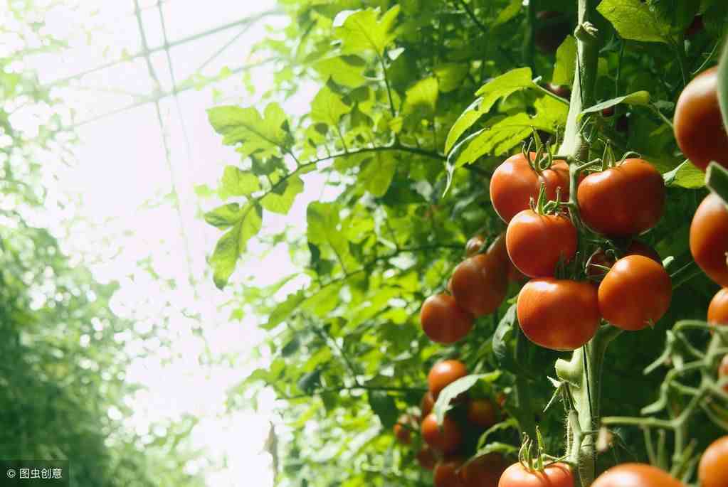 市场最火应用最广的番茄无土栽培种植技术精剪,番茄种植大有作为