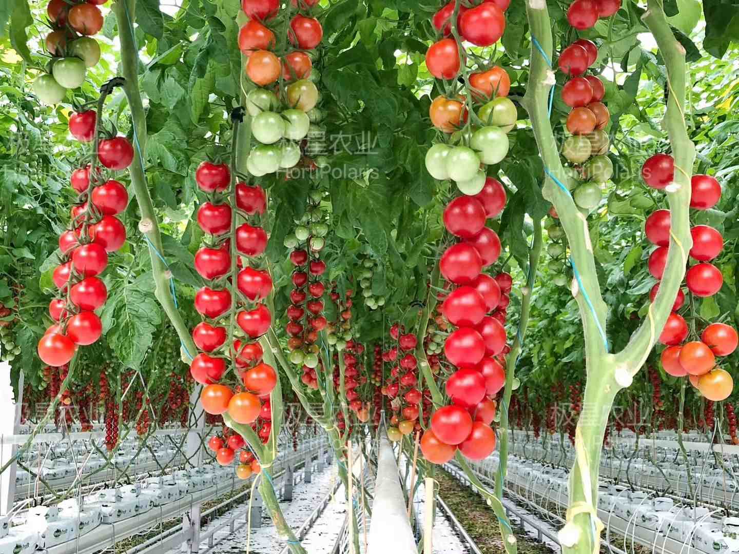 市场最火应用最广的番茄无土栽培种植技术精剪,番茄种植大有作为