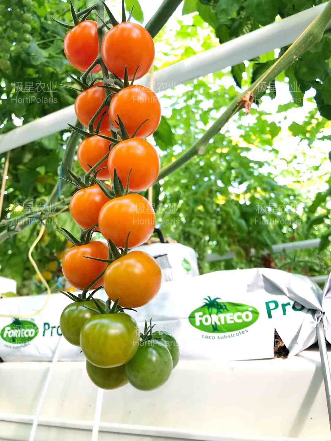 番茄无土栽培|番茄无土栽培种植技术精剪