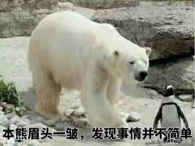 为什么北极熊不吃企鹅|北极熊不吃企鹅的原因