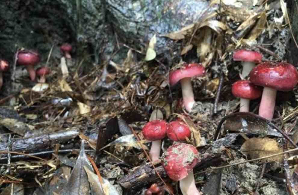 野生红菇|湿润的大山里，有1种野生“红菇”