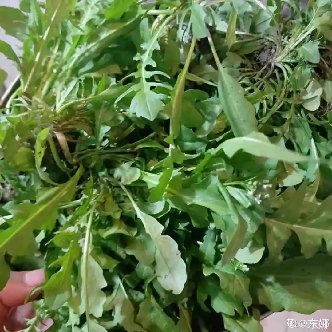 最美味的15种野菜，咋做都好吃，春天不要错过