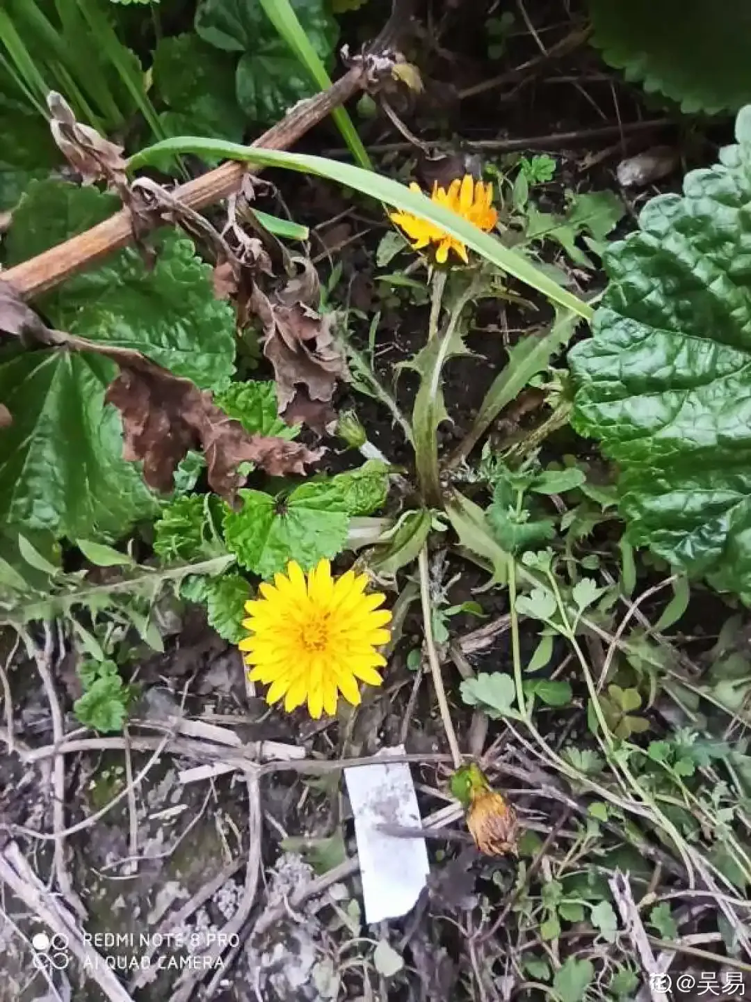 最美味的15种野菜，咋做都好吃，春天不要错过