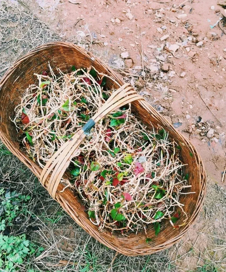 最美味的15种野菜，咋做都好吃，春天不要错过