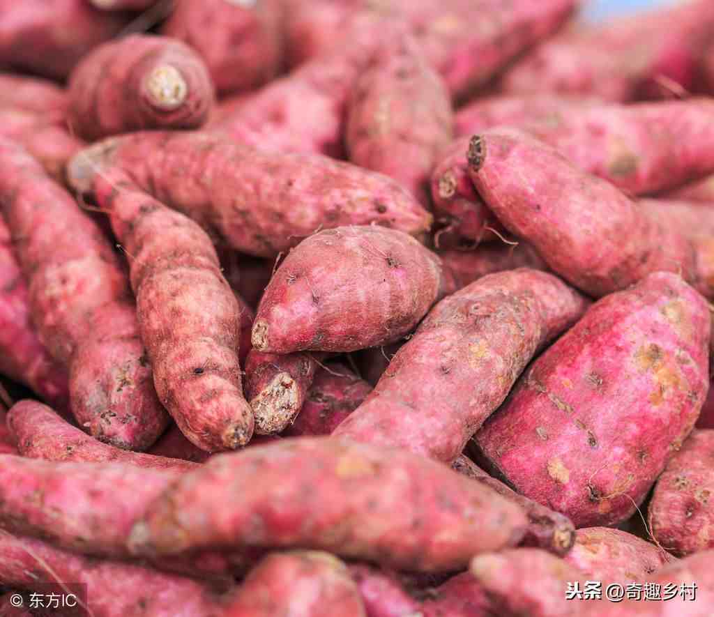 种植户看过来！关于红薯的种植方法和注意事项介绍！