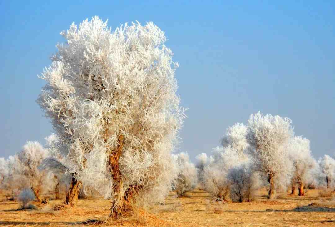 316万亩！世界上面积最大的原始野生胡杨林，藏在新疆巴楚