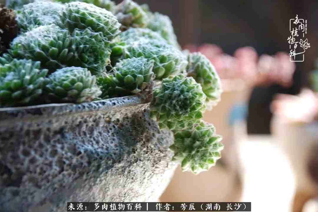 花开花谢又是季节的转移|多肉做伴岁月好，花开花谢皆风景