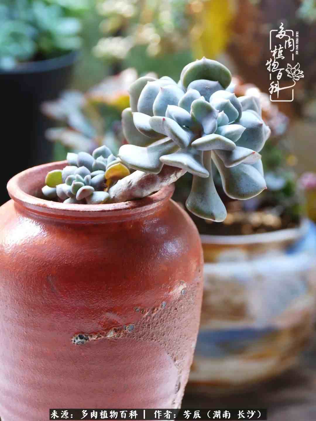 花开花谢又是季节的转移|多肉做伴岁月好，花开花谢皆风景