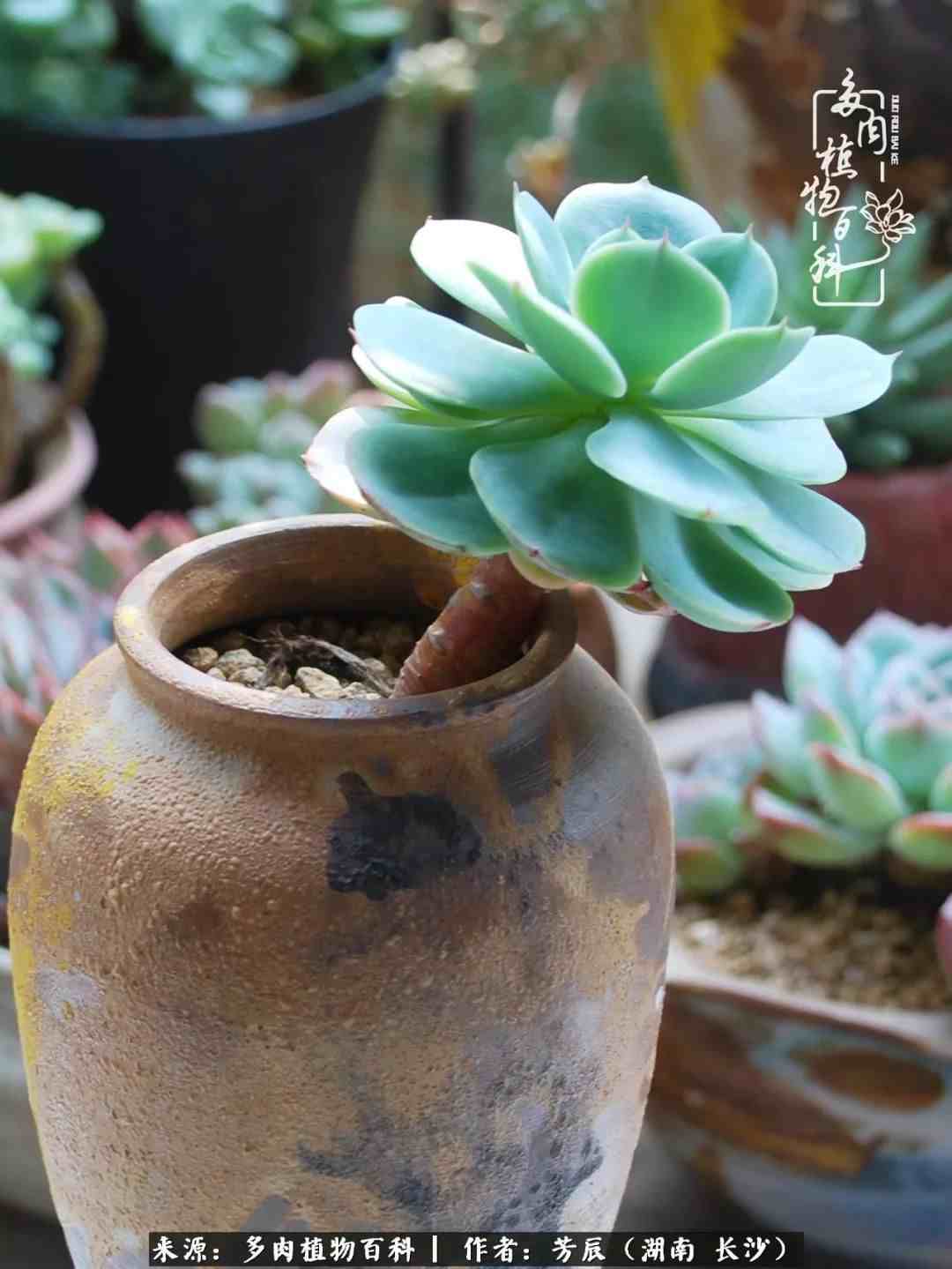 花开花谢又是季节的转移|多肉做伴岁月好，花开花谢皆风景