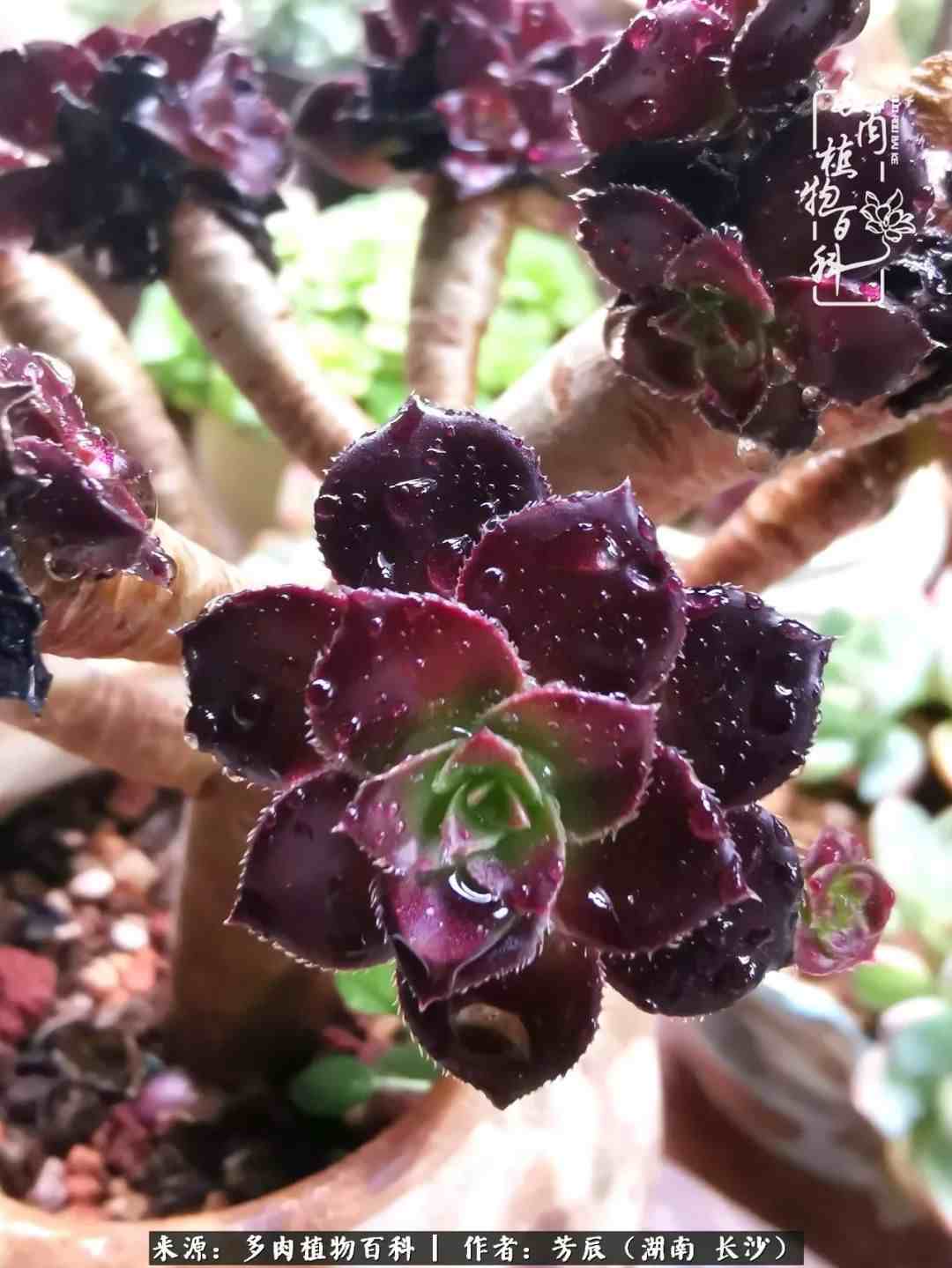 花开花谢又是季节的转移|多肉做伴岁月好，花开花谢皆风景