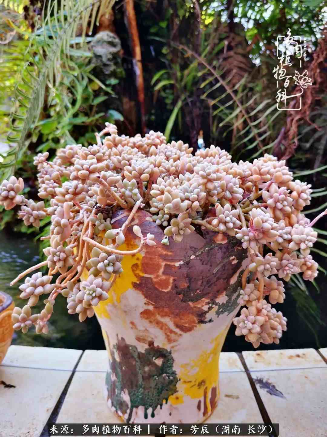 花开花谢又是季节的转移|多肉做伴岁月好，花开花谢皆风景