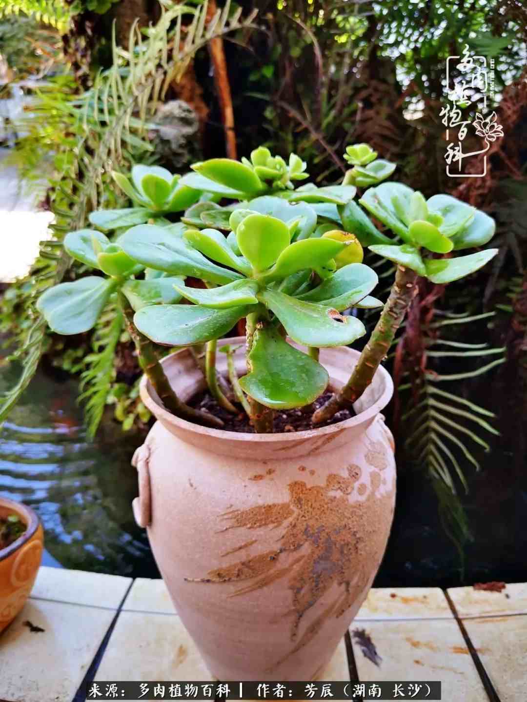 花开花谢又是季节的转移|多肉做伴岁月好，花开花谢皆风景