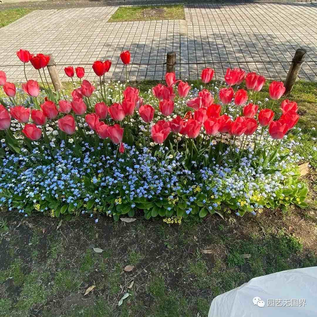 花境植物|7款花境设计案例