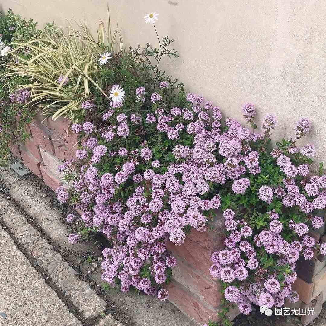 花境植物|7款花境设计案例