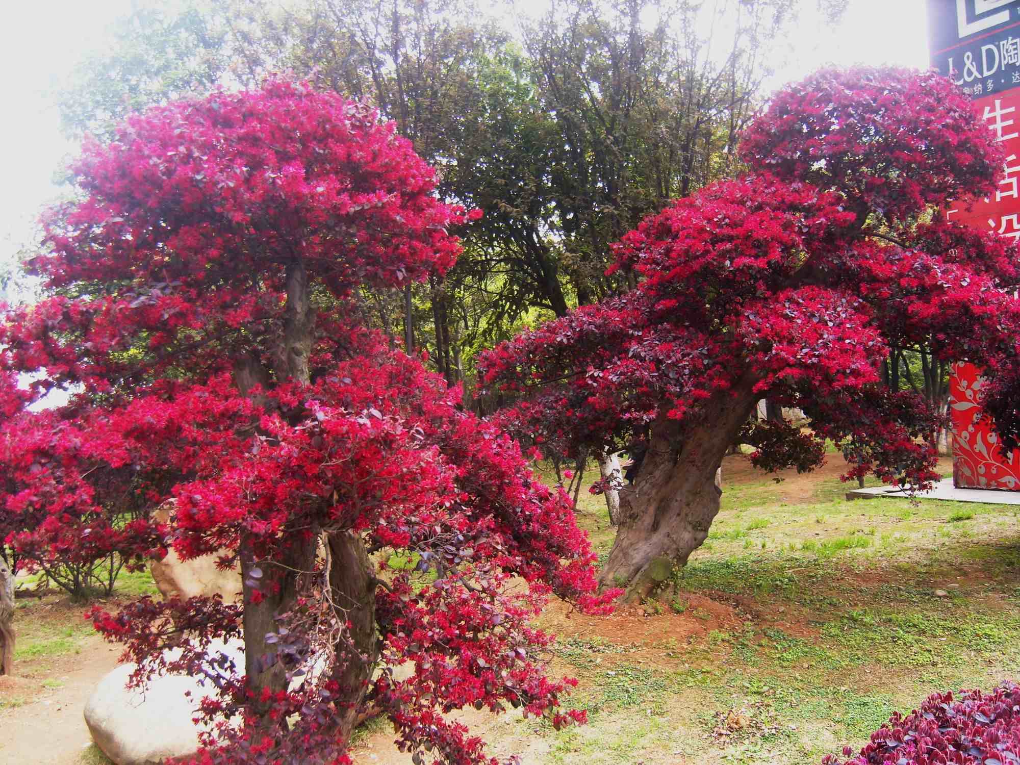 红花继木盆景|红花檵木盆景的鉴赏与制作管理
